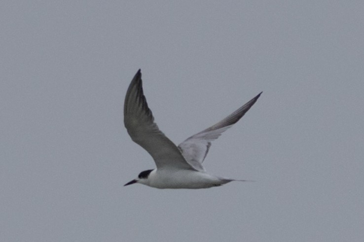 Common Tern - ML622059360