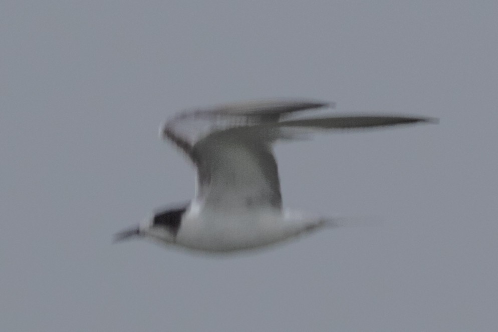 Common Tern - ML622059361