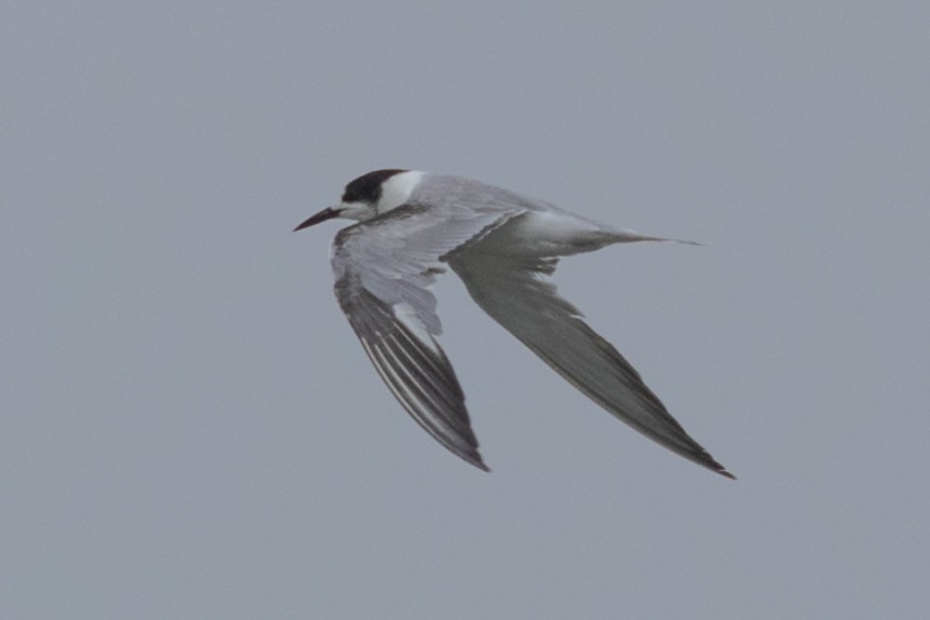 Common Tern - ML622059362