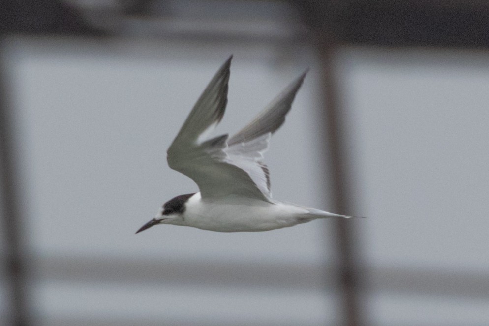 Common Tern - ML622059364