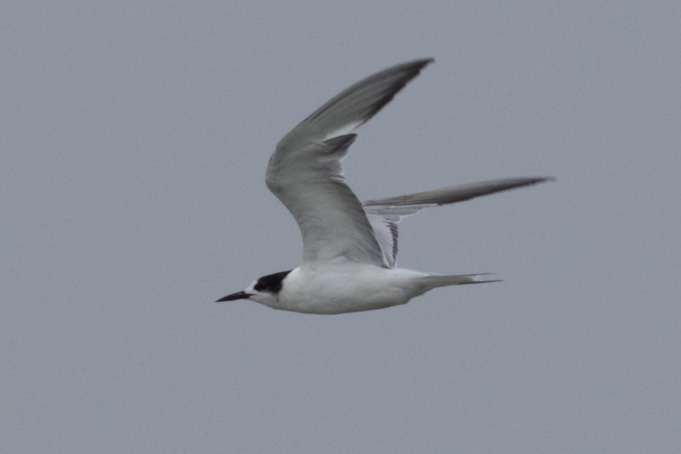 Common Tern - ML622059365