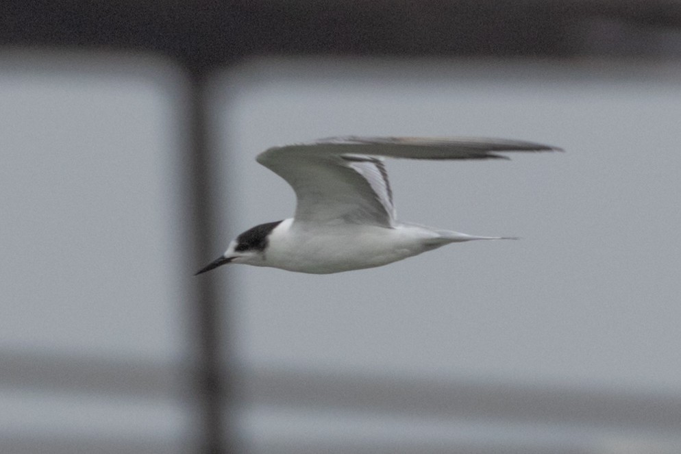 Common Tern - ML622059367