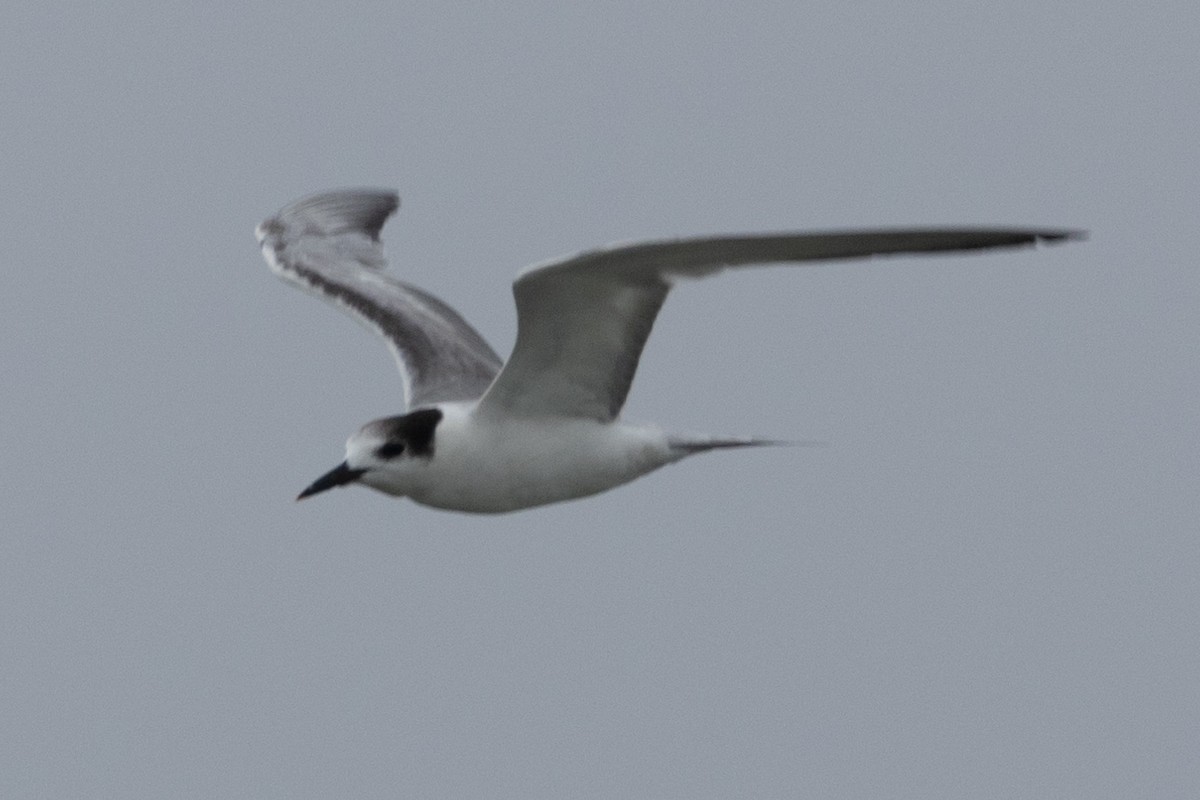 Common Tern - ML622059368