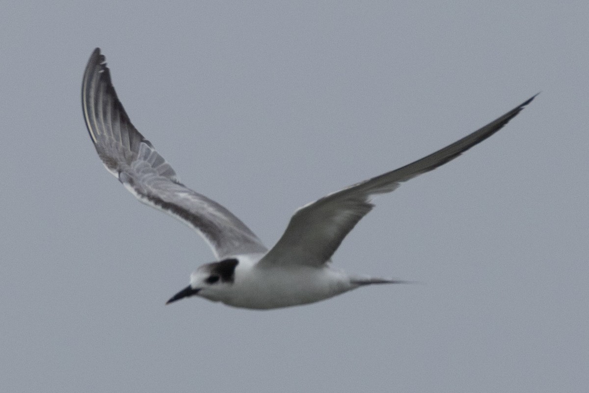 Common Tern - ML622059369