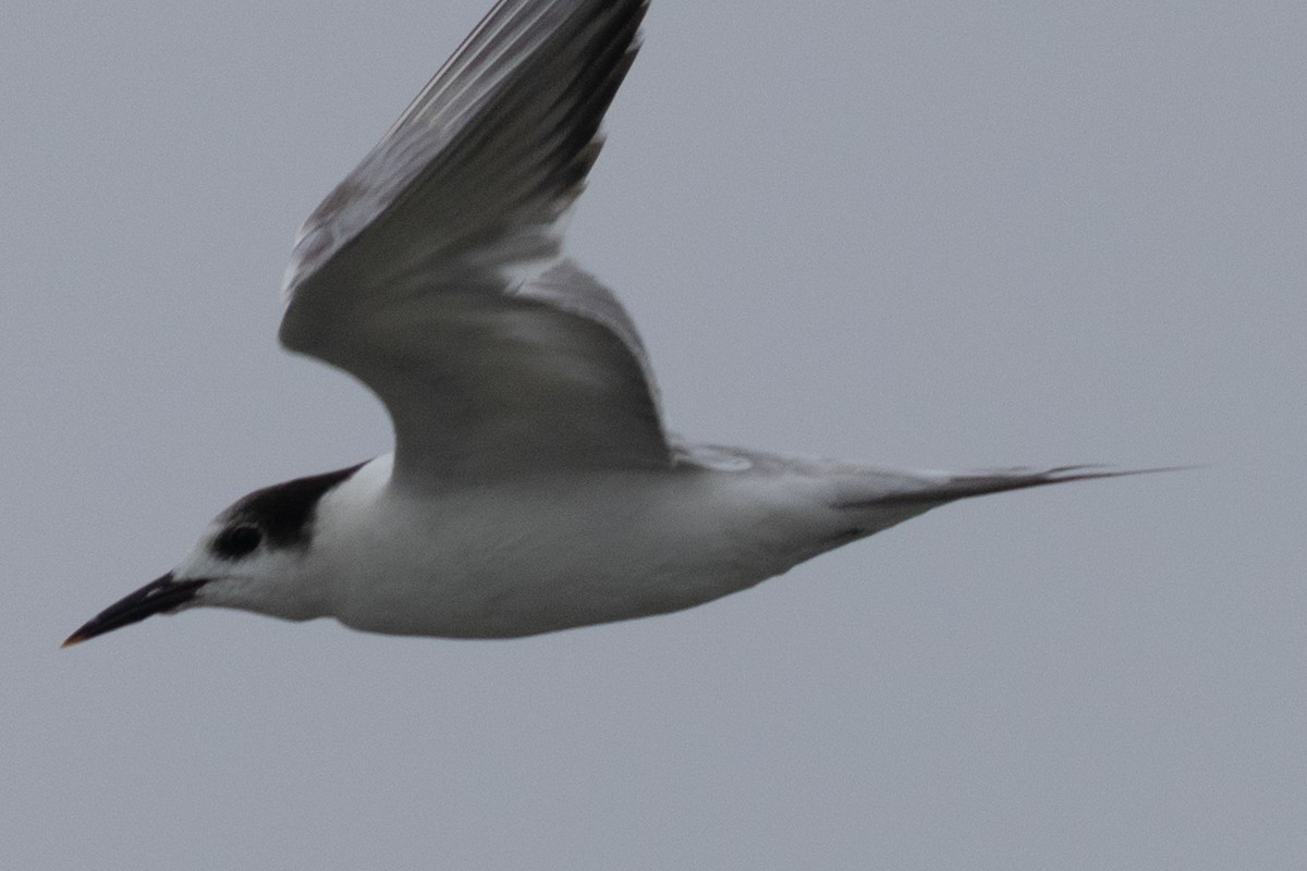 White-cheeked Tern - Rahul Pereira