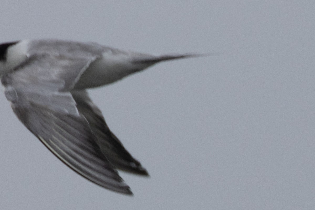 Common Tern - ML622059371