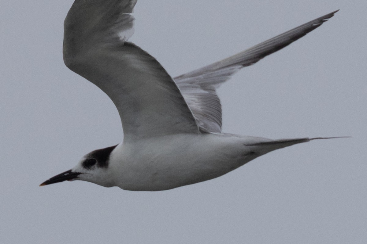 Common Tern - ML622059372