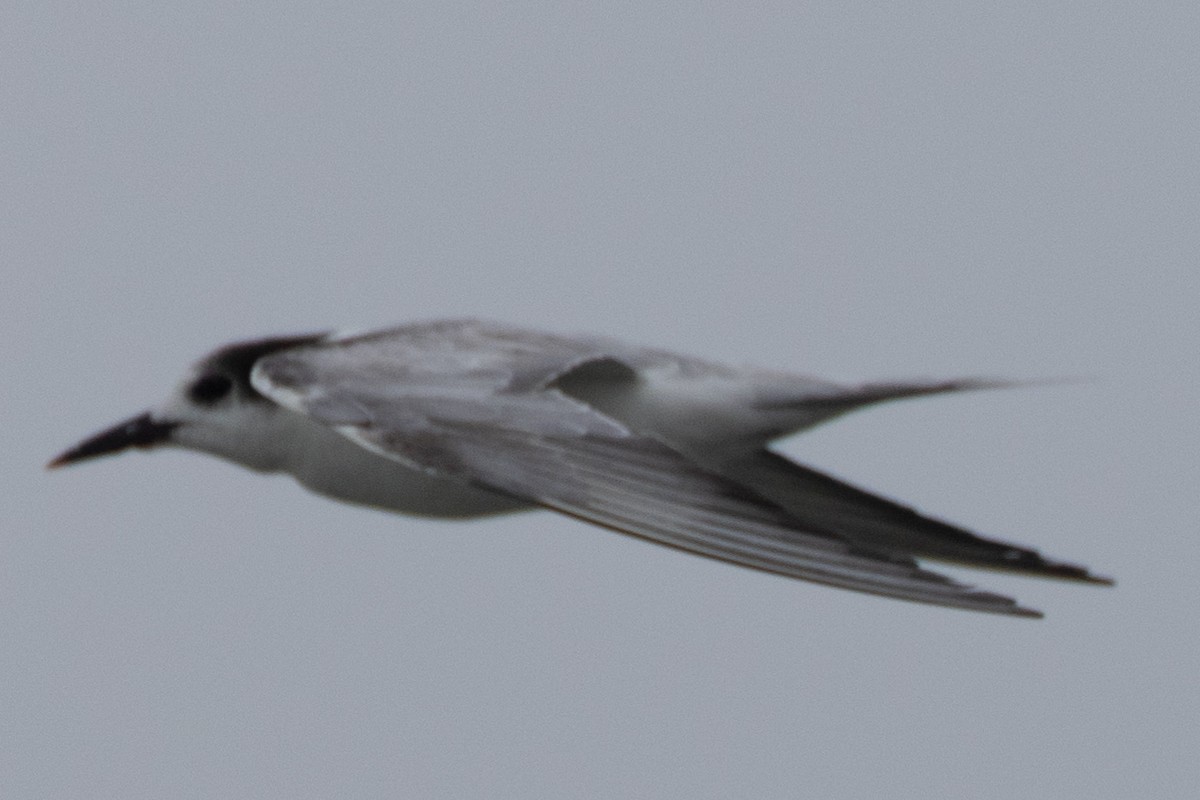 Common Tern - ML622059373