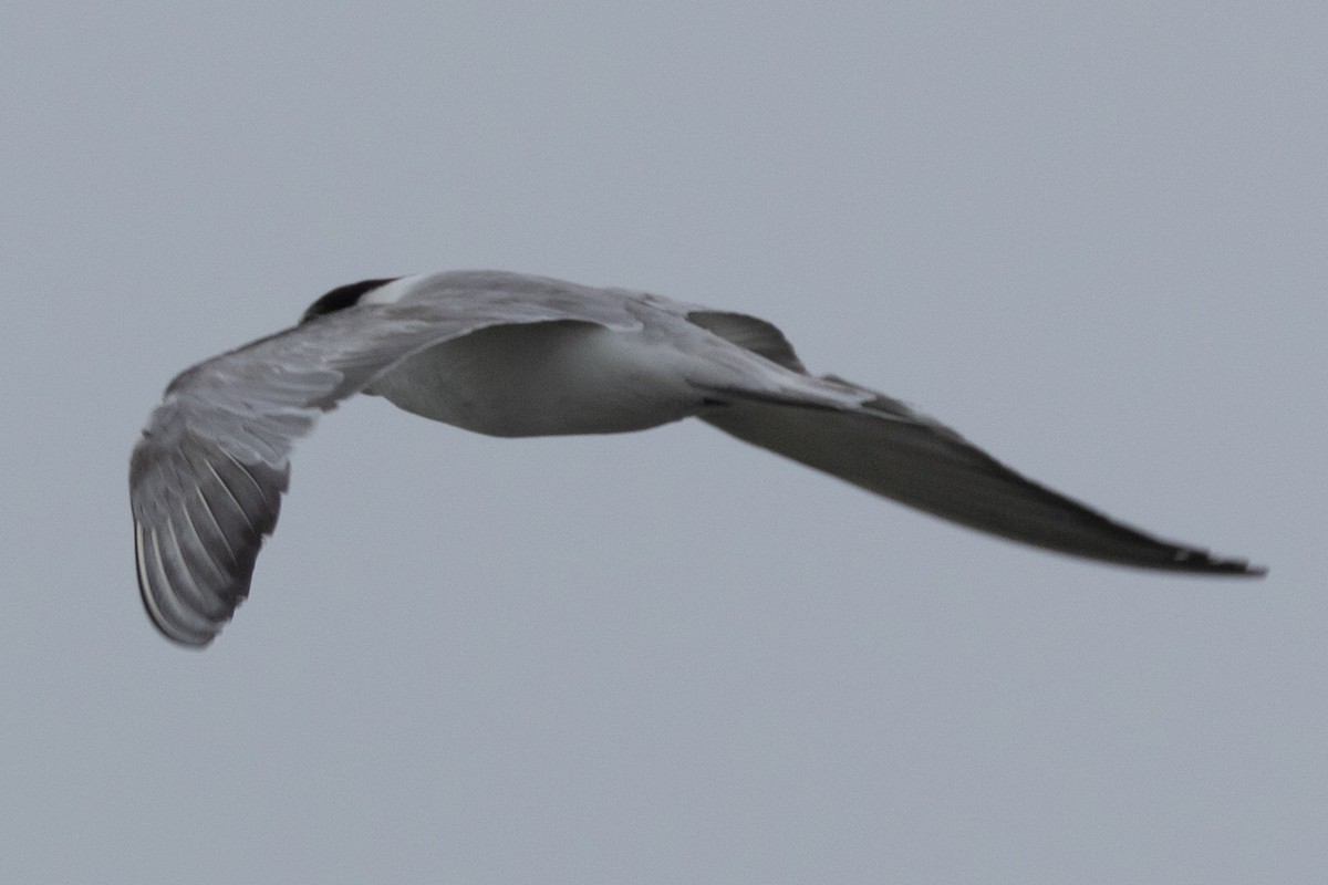 Common Tern - ML622059375