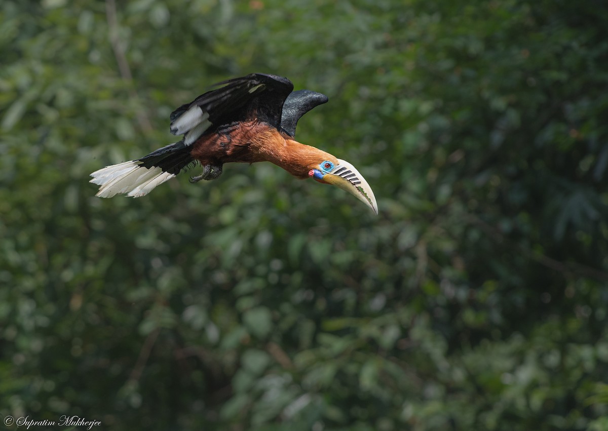 Rufous-necked Hornbill - ML622059383