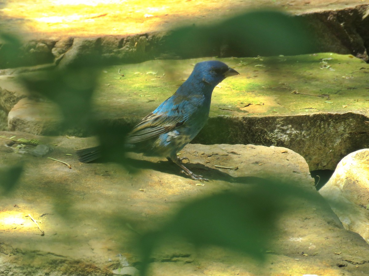 Indigo Bunting - ML622059418