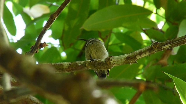 Seychelles Sunbird - ML622059419