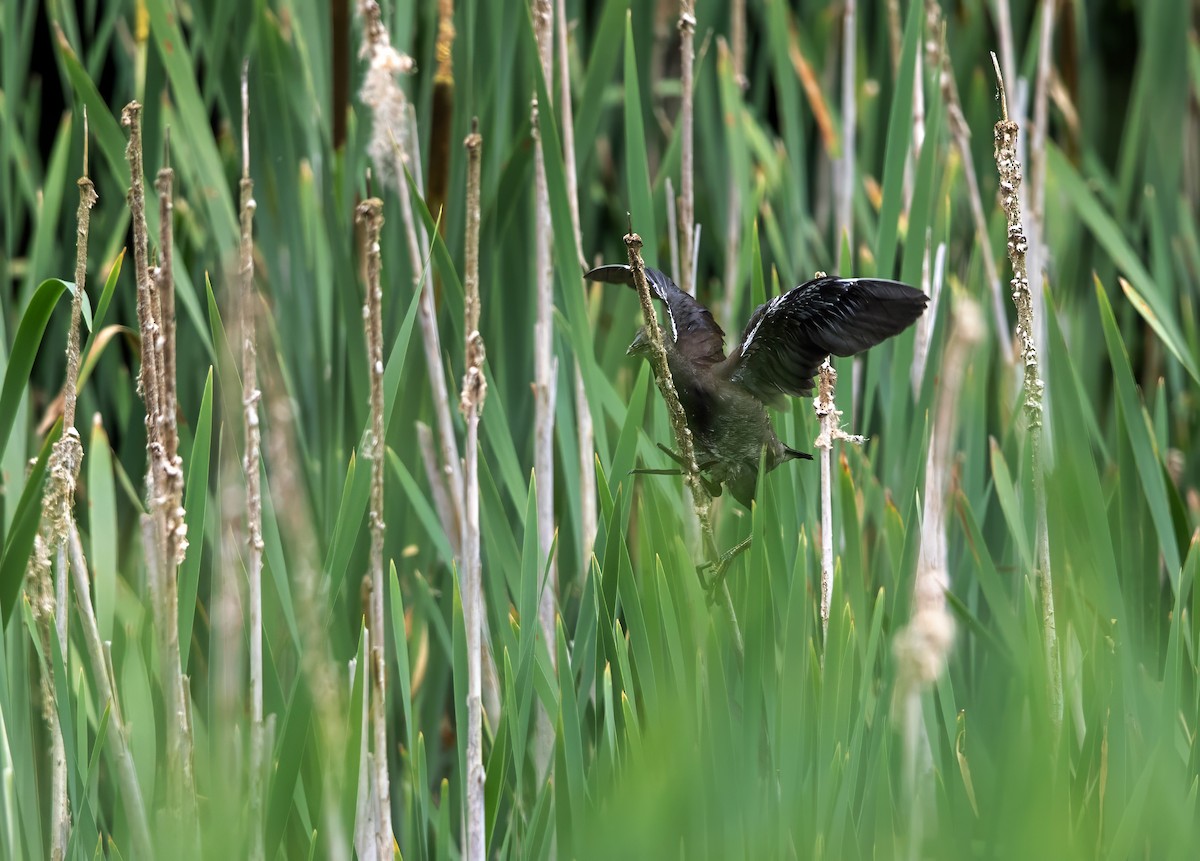 Eurasian Moorhen - ML622059451