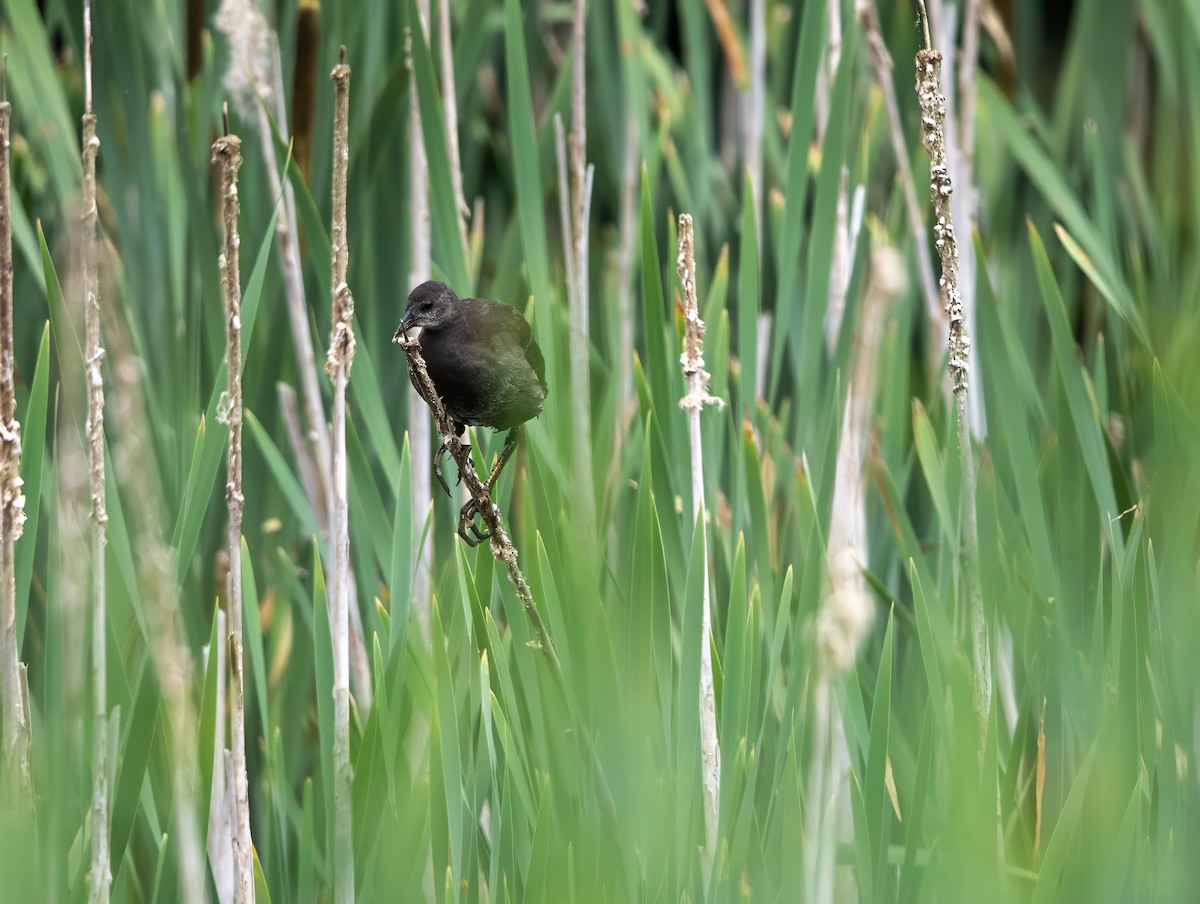 Eurasian Moorhen - ML622059452