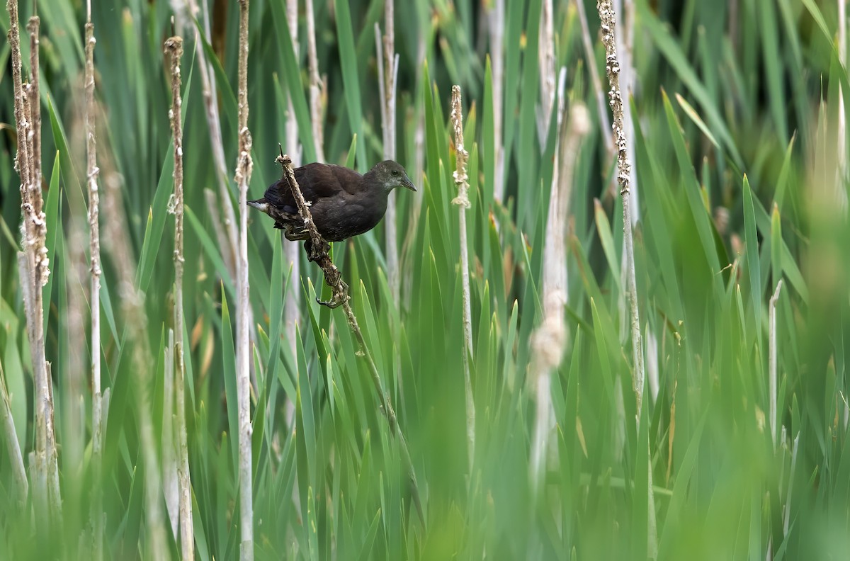 Eurasian Moorhen - Mark Rose