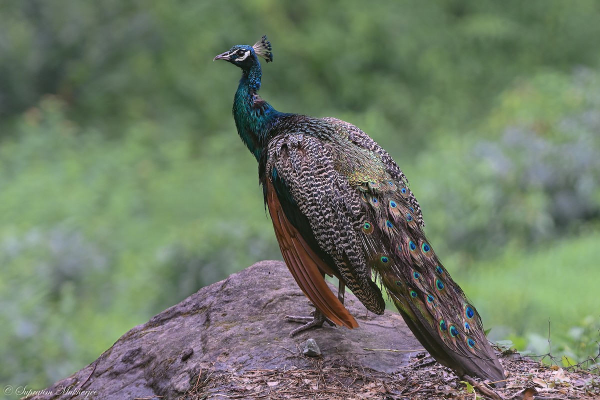 Indian Peafowl - ML622059492
