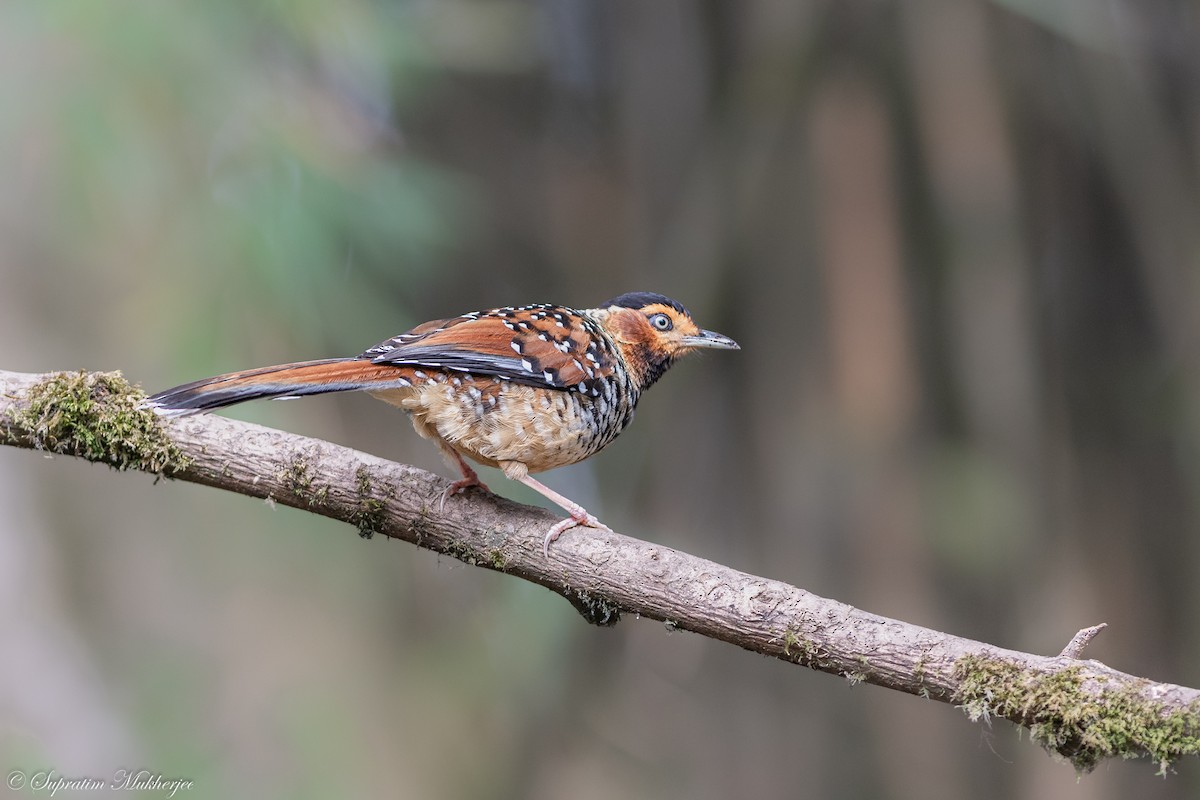 Spotted Laughingthrush - ML622059527