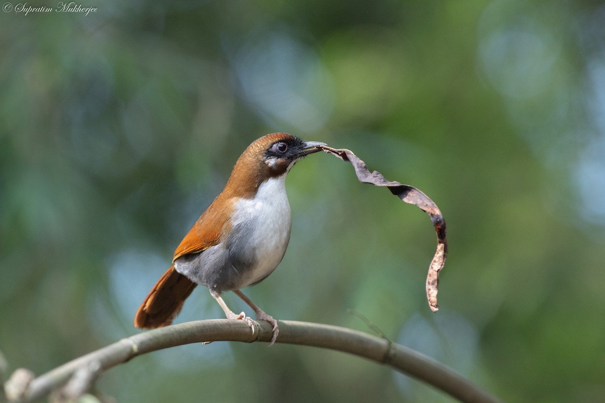 Gray-sided Laughingthrush - ML622059535