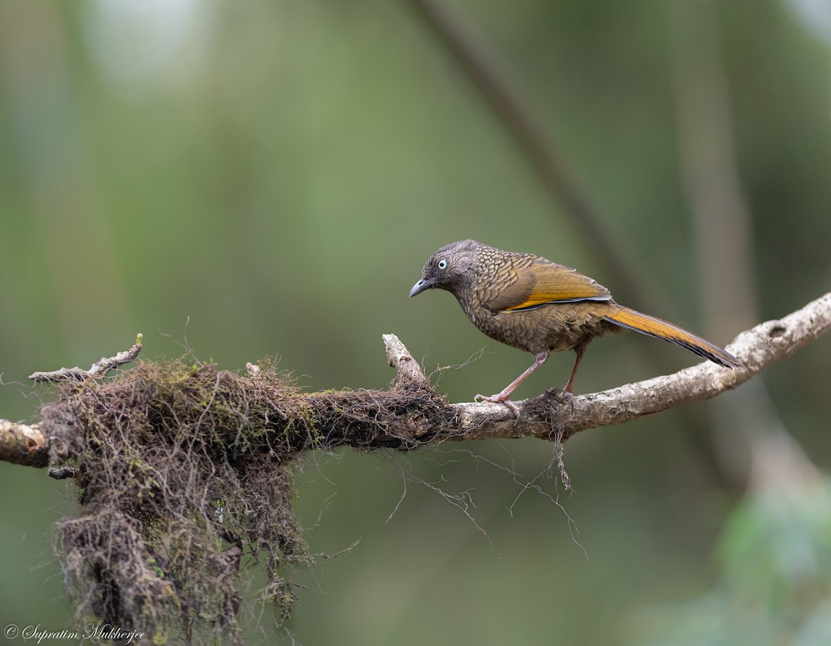 Scaly Laughingthrush - ML622059542