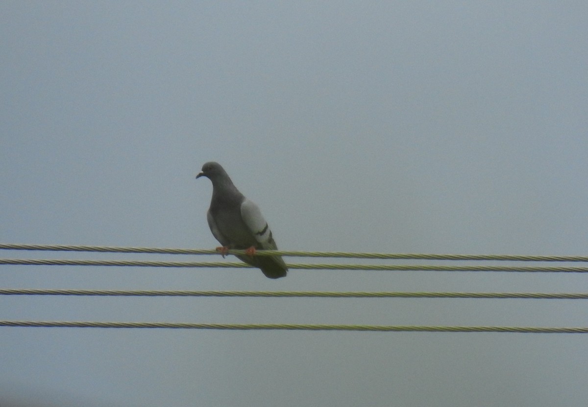 Rock Pigeon (Feral Pigeon) - ML622059543