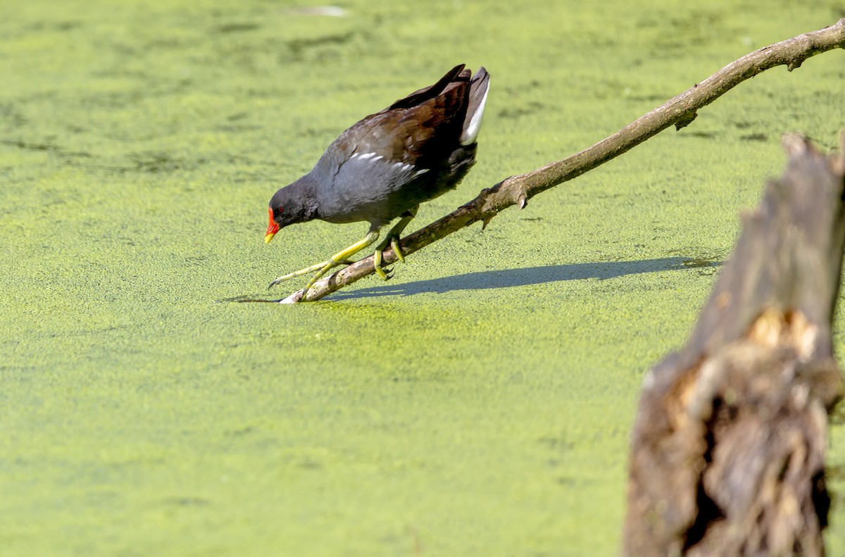 Eurasian Moorhen - ML622059566