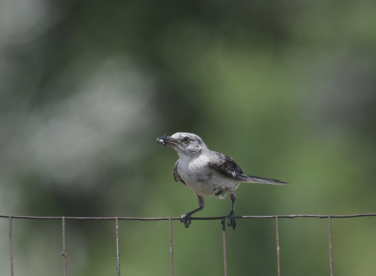 Northern Mockingbird - ML622059572