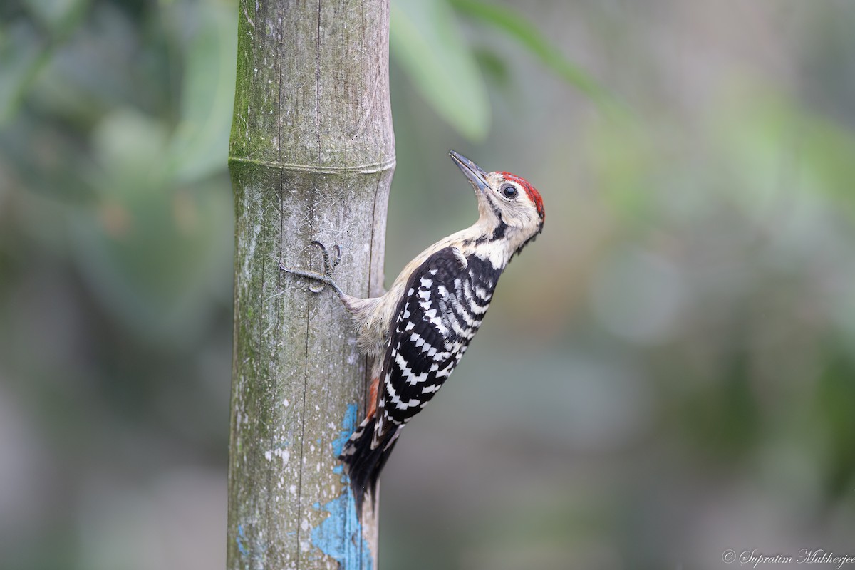 Fulvous-breasted Woodpecker - ML622059600