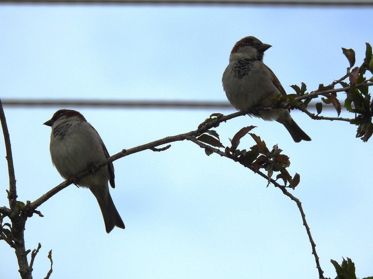 House Sparrow - Monica Mesch