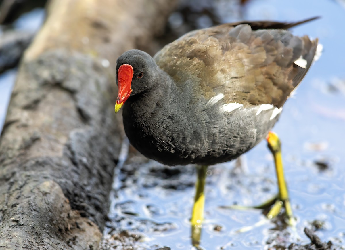 Eurasian Moorhen - ML622059672