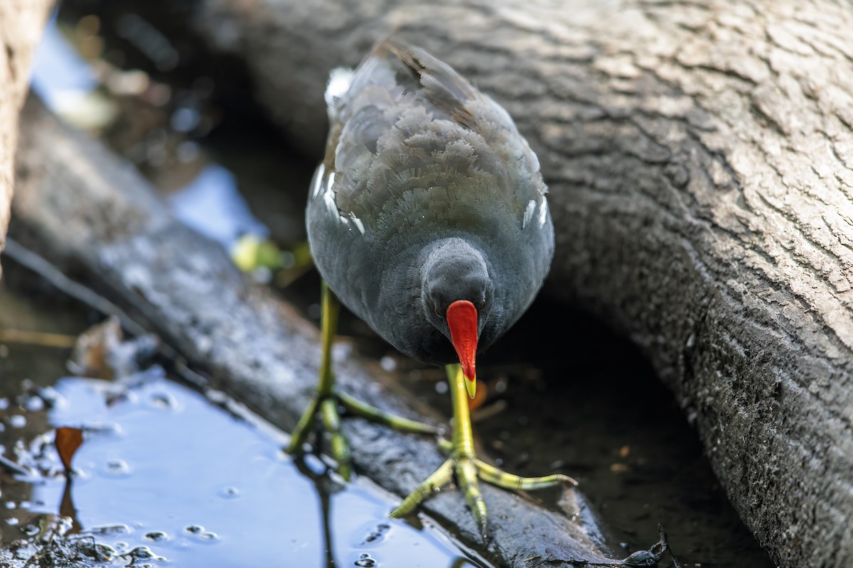 Eurasian Moorhen - ML622059674