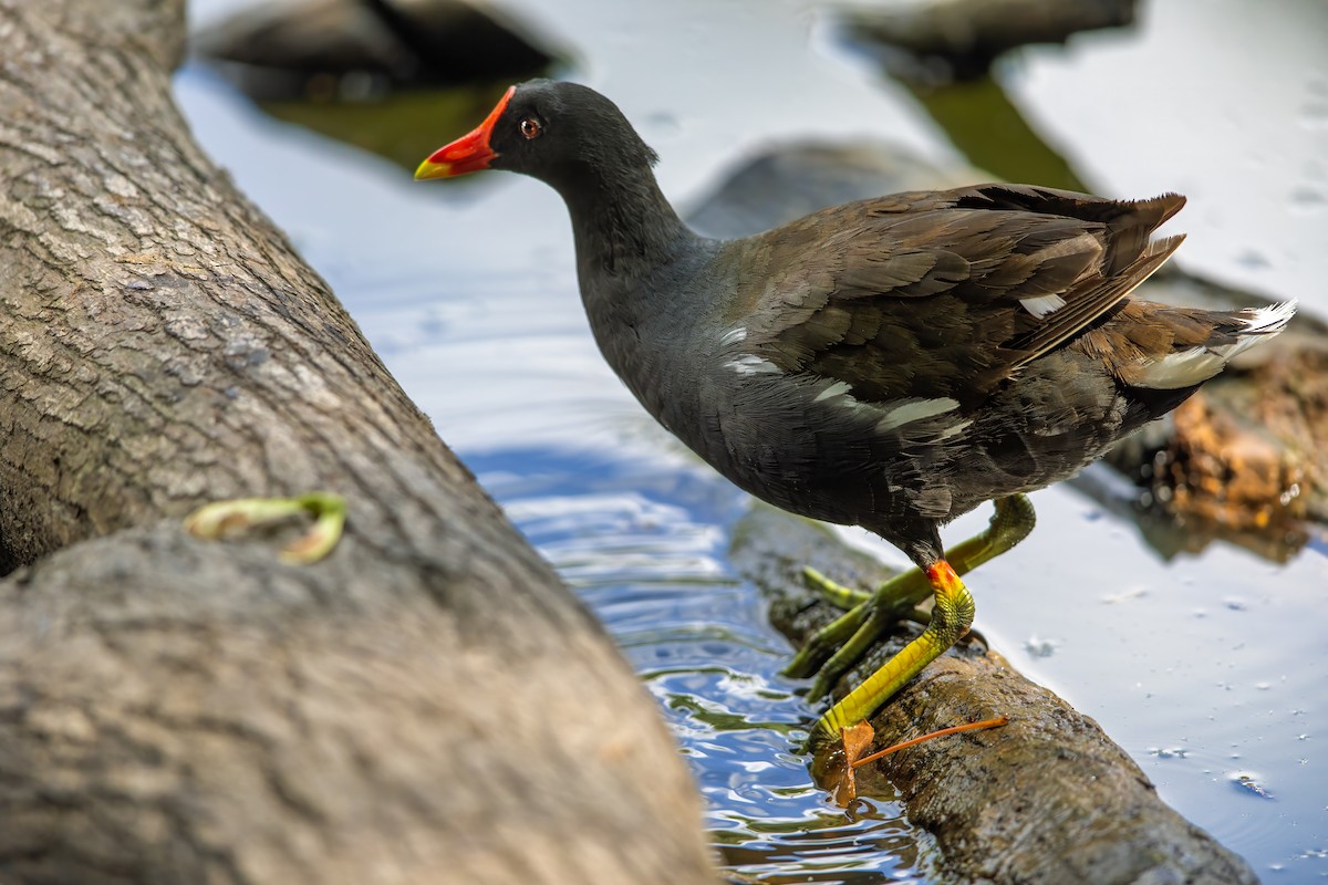 Eurasian Moorhen - ML622059675