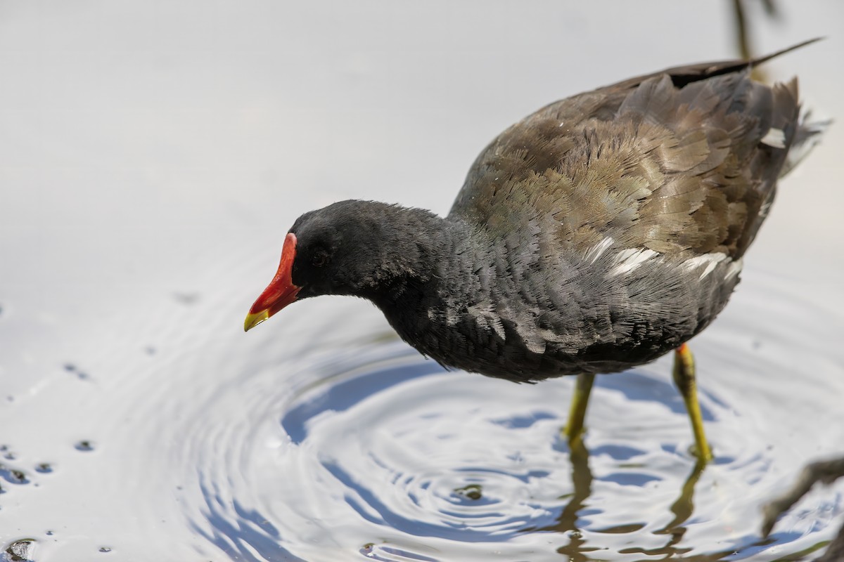 Eurasian Moorhen - ML622059676