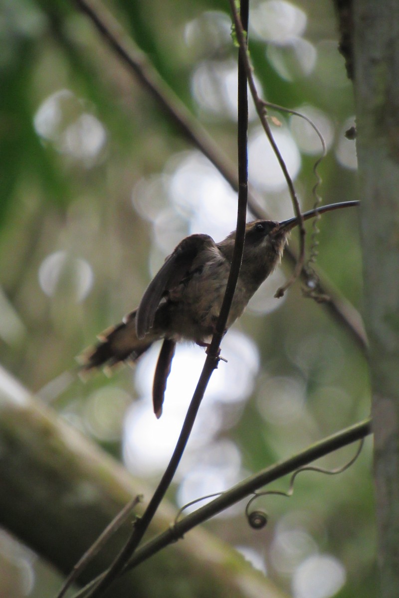 Long-billed Hermit - ML622059680