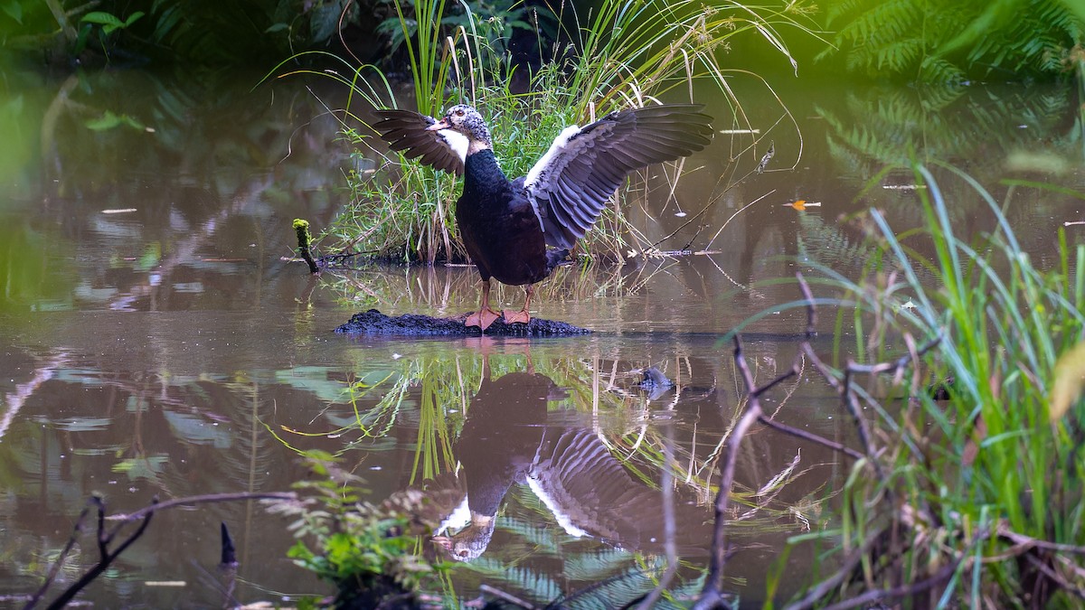 White-winged Duck - ML622059691