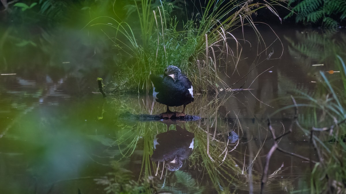 White-winged Duck - ML622059695