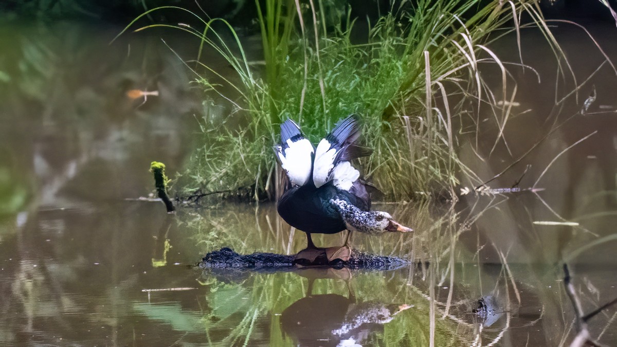 White-winged Duck - ML622059701