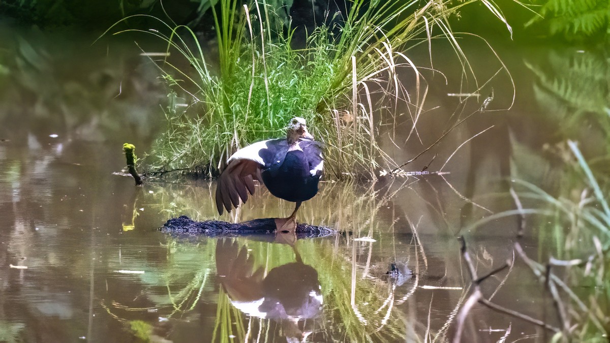 White-winged Duck - ML622059702