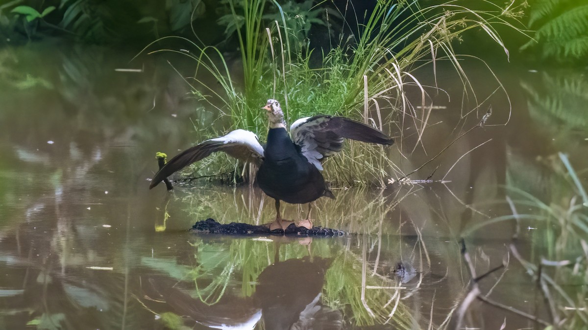 White-winged Duck - ML622059703