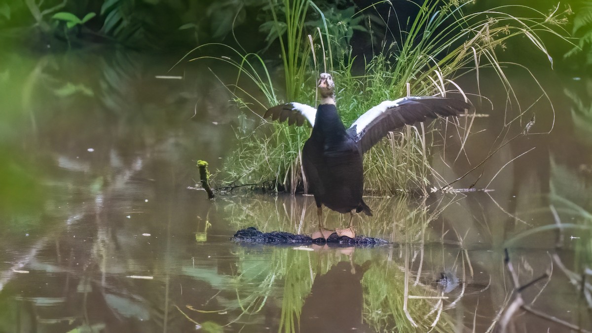 White-winged Duck - ML622059704