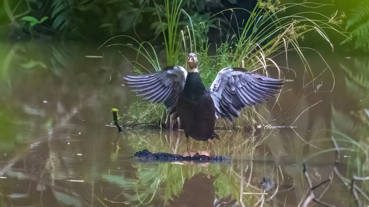 White-winged Duck - ML622059705