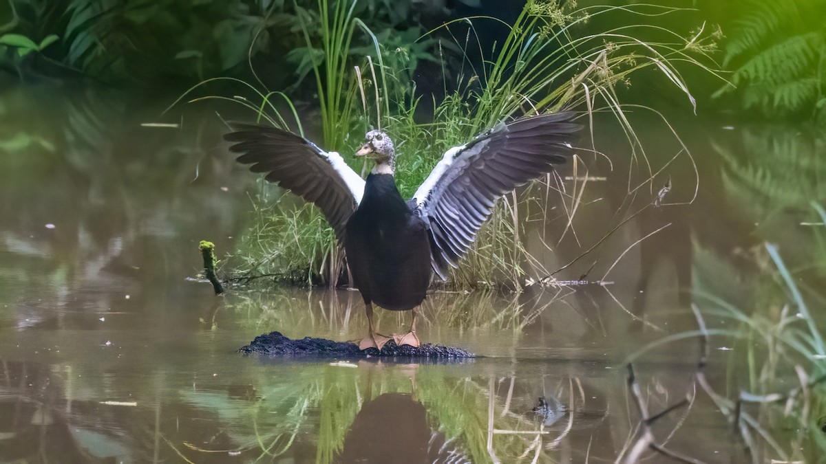 White-winged Duck - ML622059706