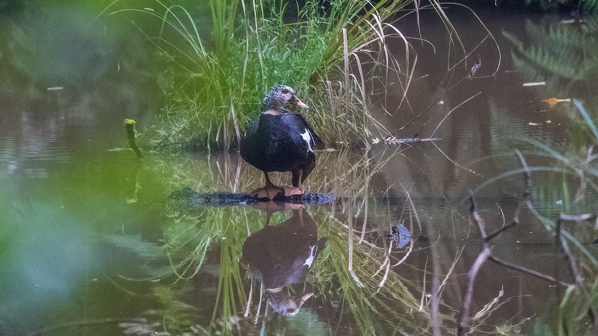 White-winged Duck - ML622059707