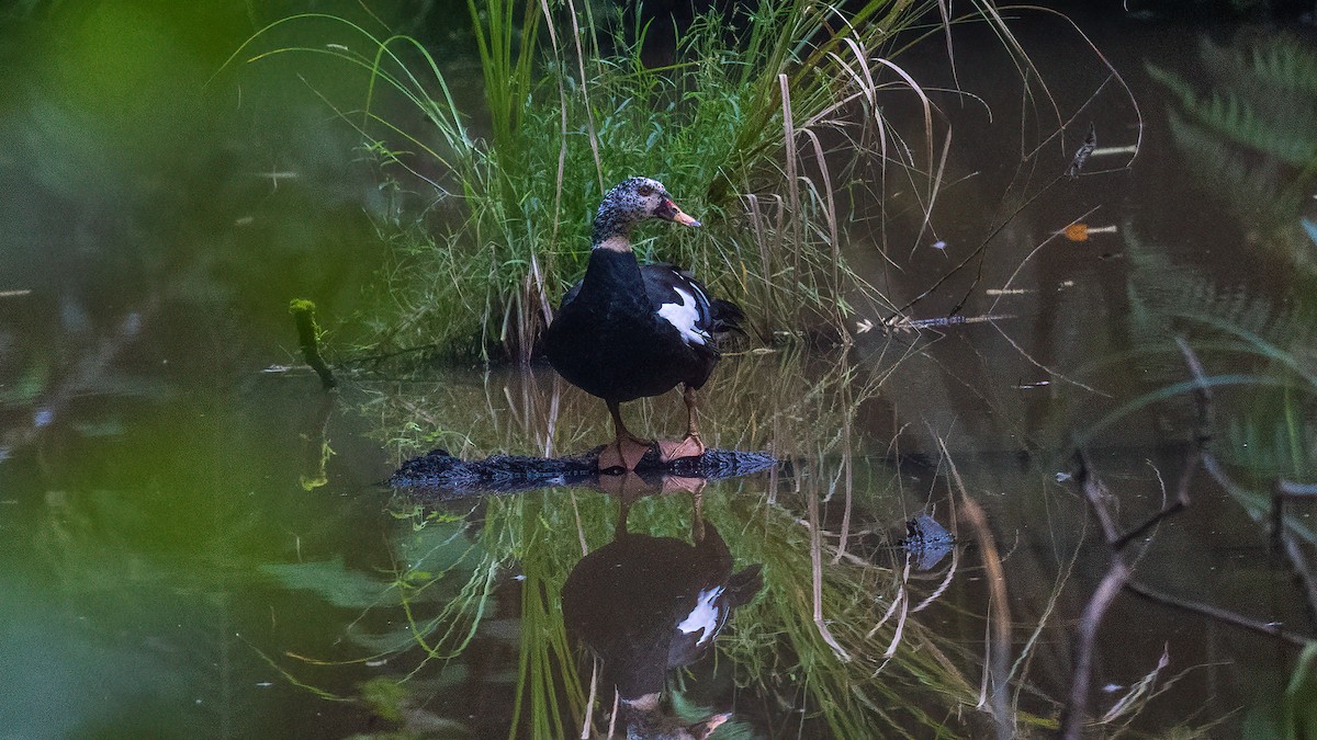 White-winged Duck - ML622059708