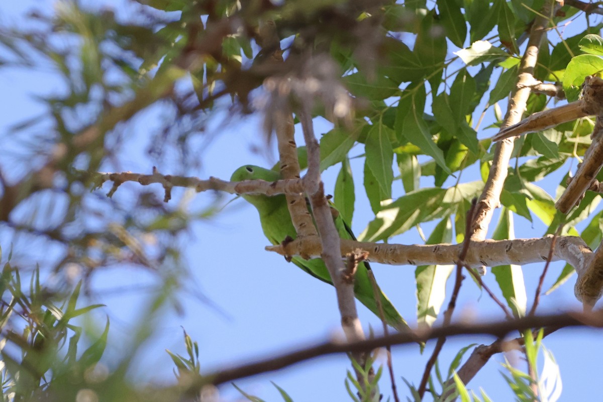 Yellow-chevroned Parakeet - ML622059738