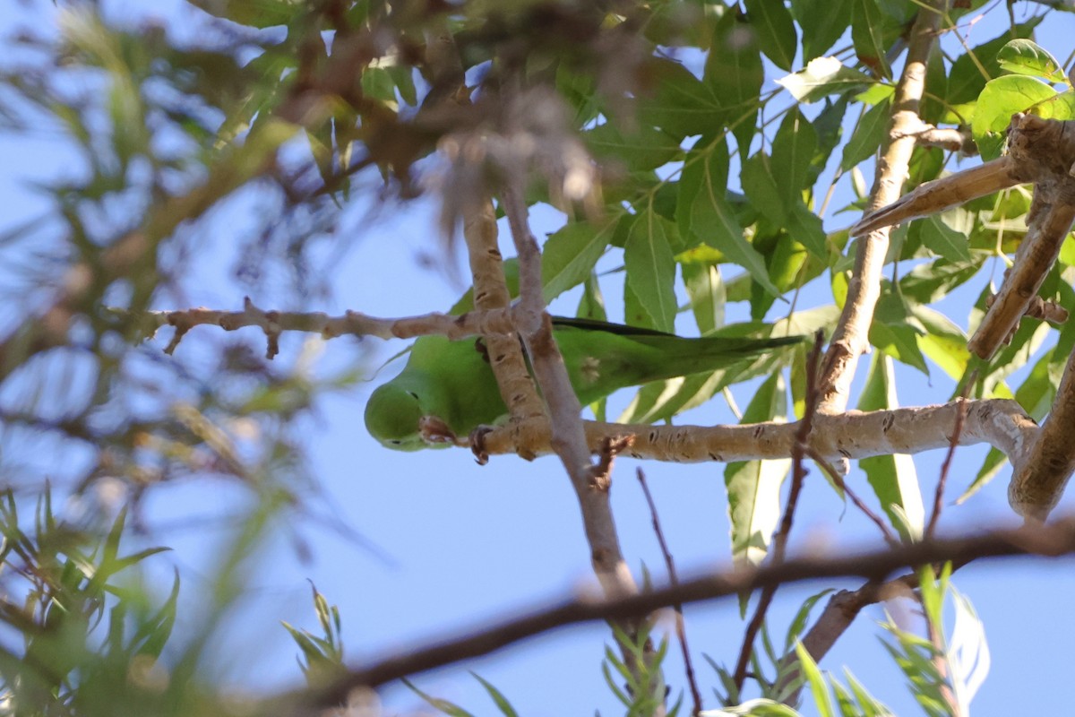 Yellow-chevroned Parakeet - ML622059739