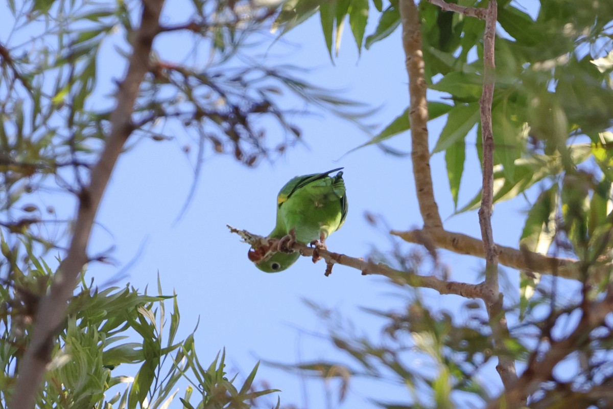 Yellow-chevroned Parakeet - ML622059740