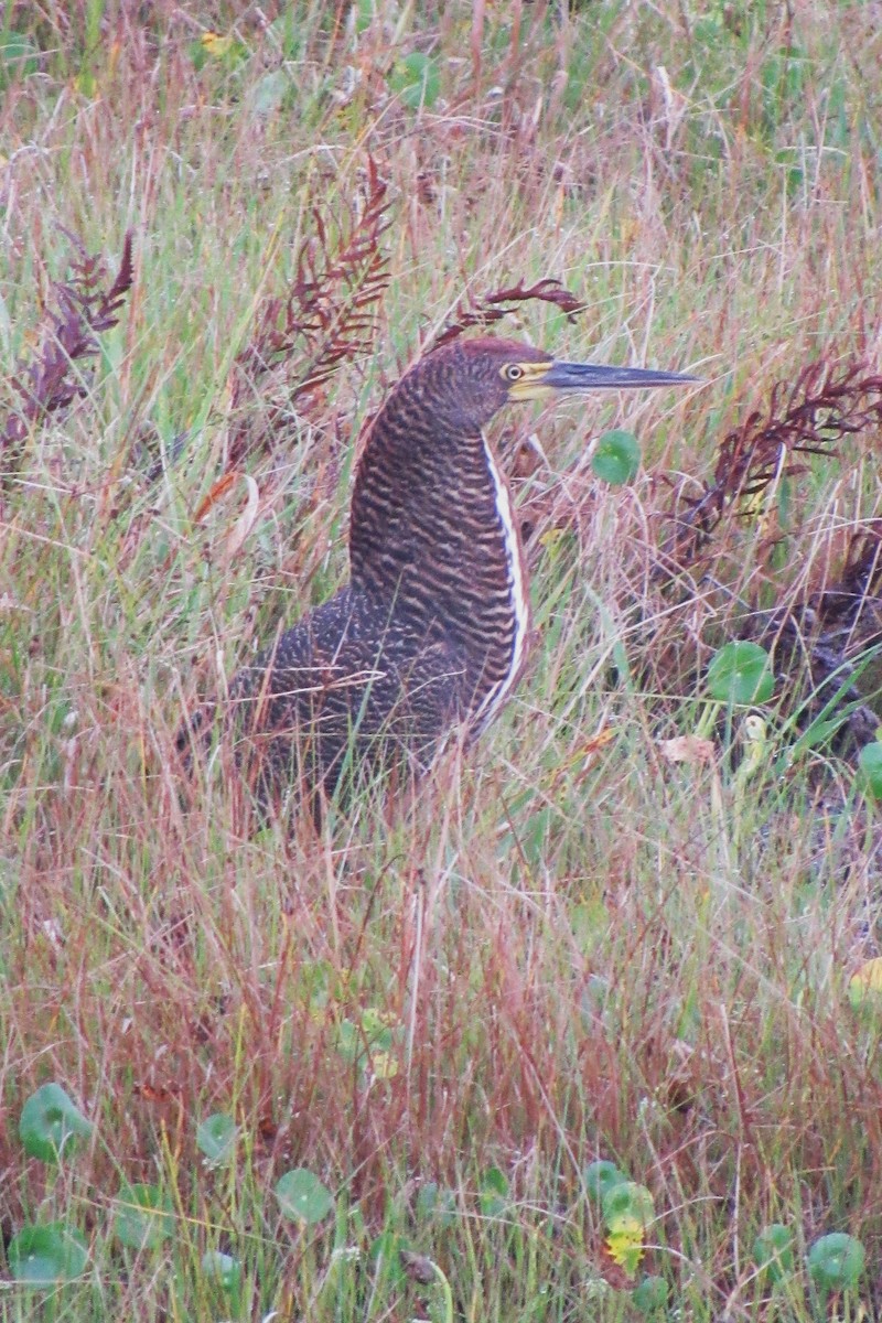 Rufescent Tiger-Heron - ML622059741