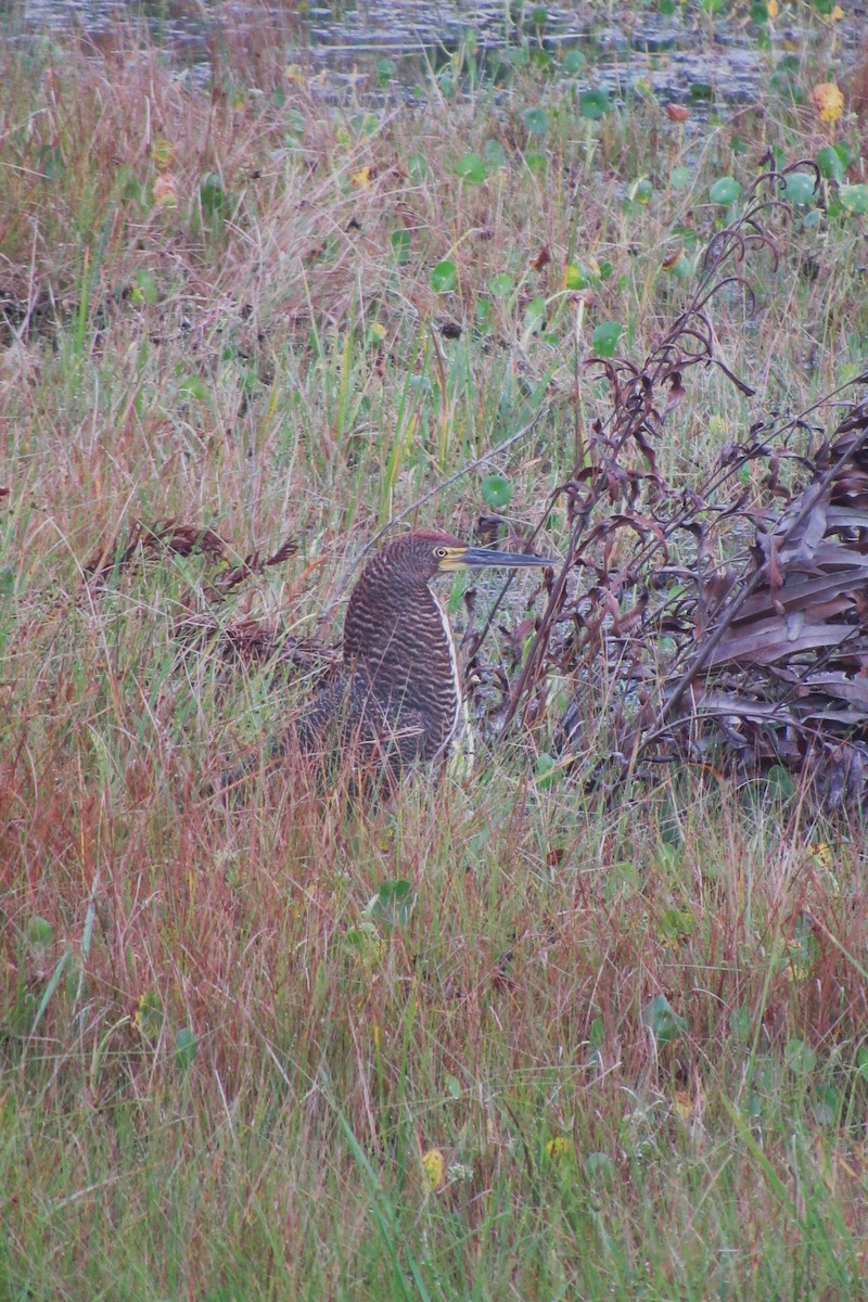 Rufescent Tiger-Heron - Aneth Pérez