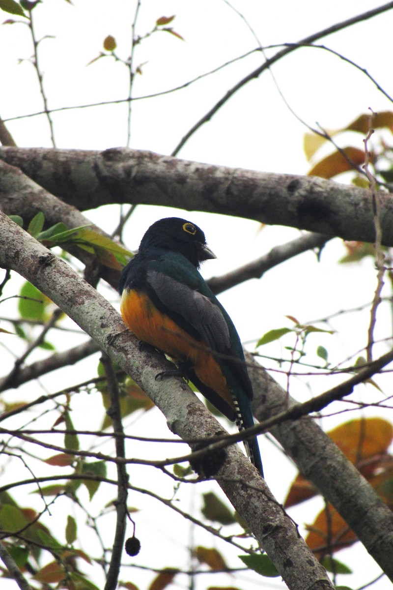 Gartered Trogon - ML622059749