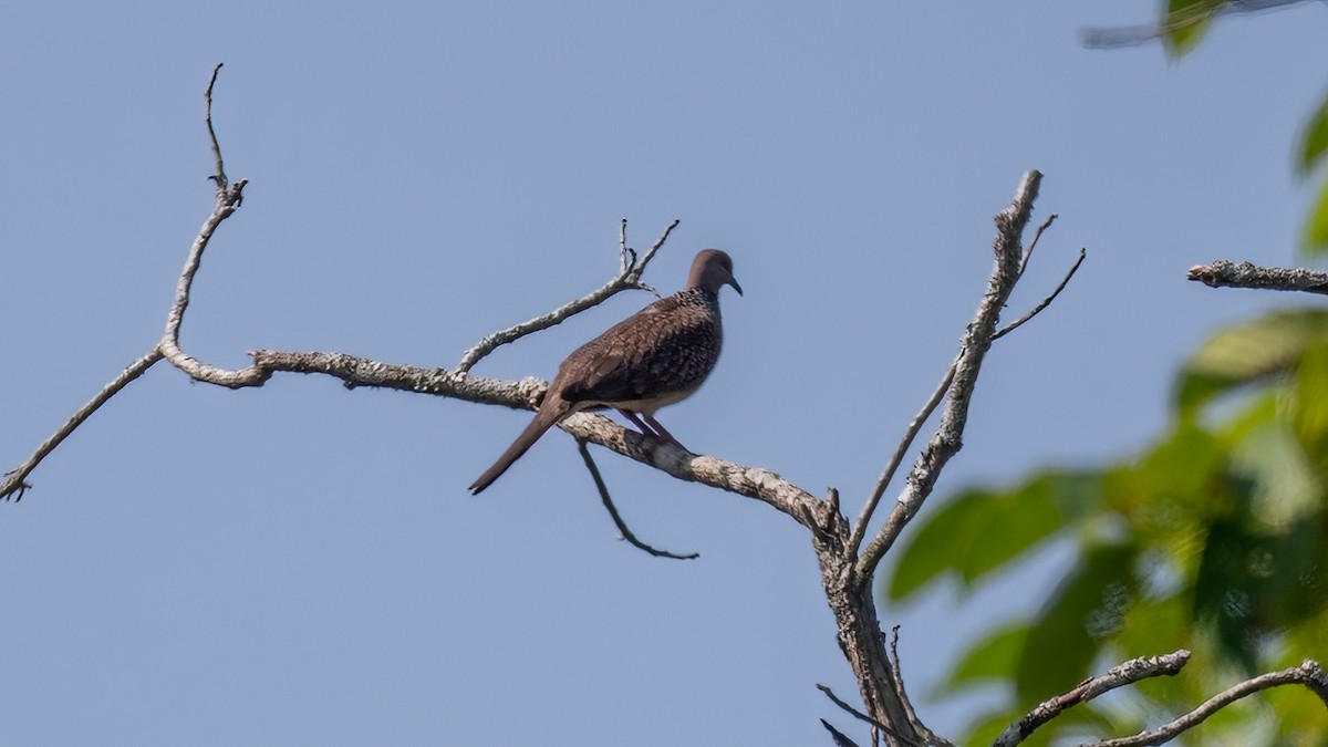 Spotted Dove - ML622059769